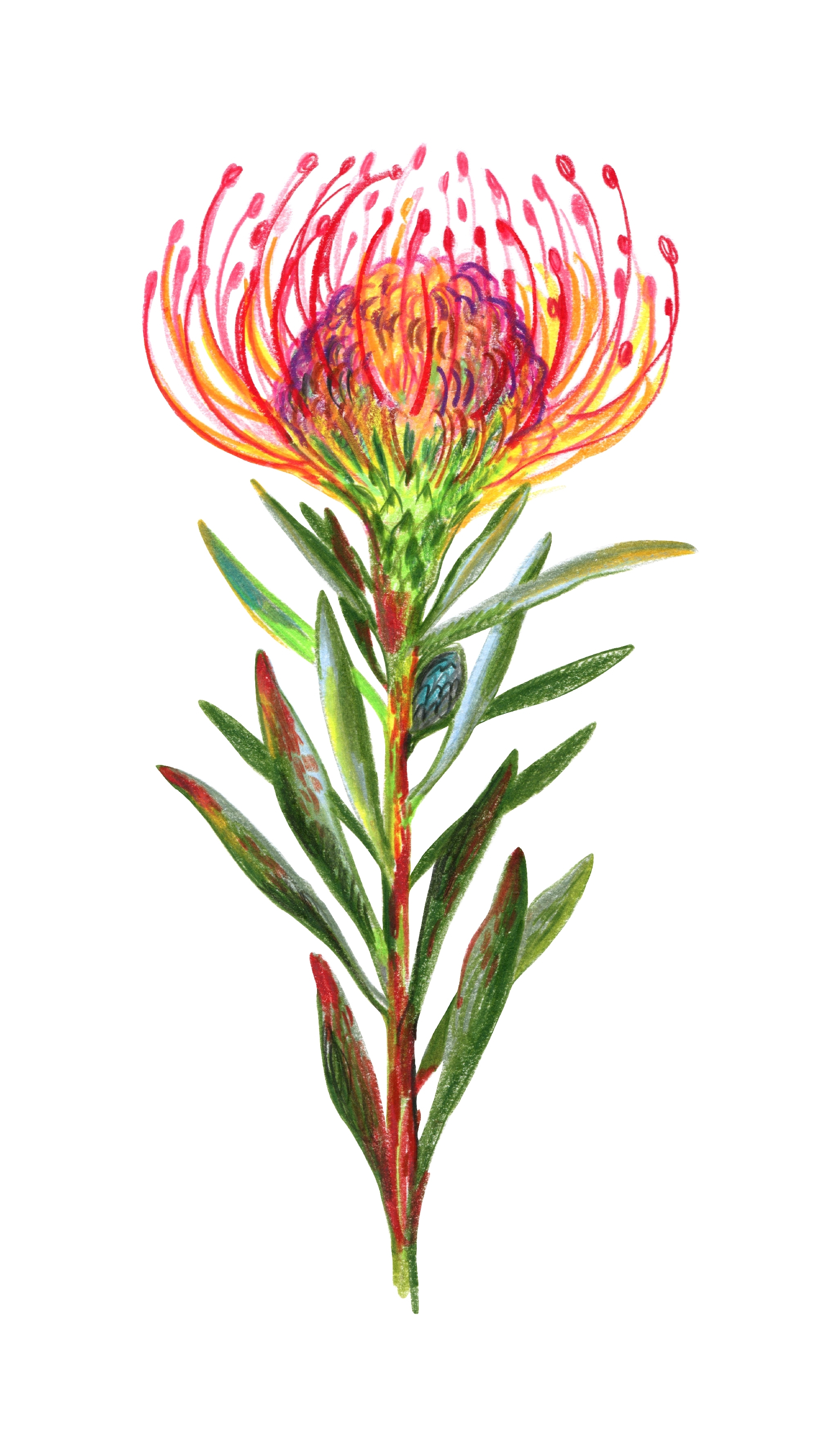 Flower illustration